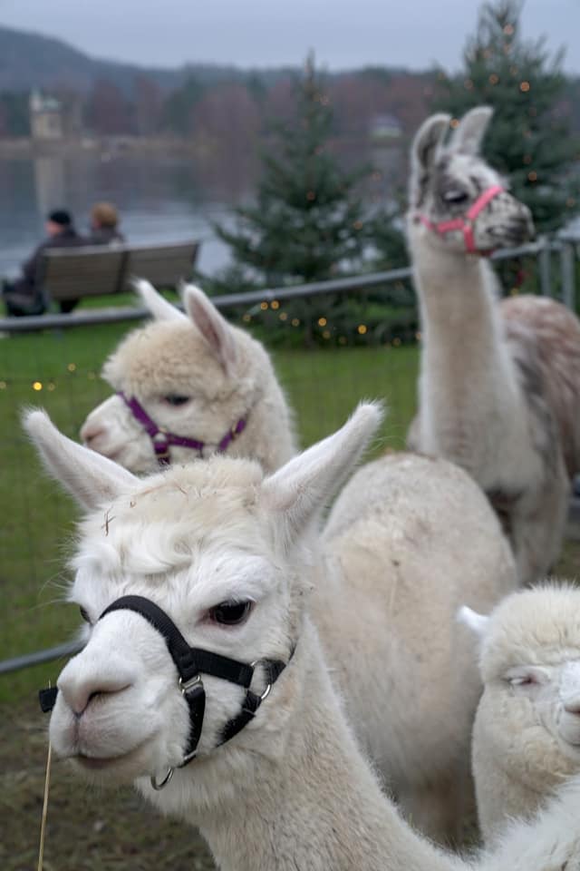 316266060_580372954093119_6675359659338591671_n2022Advent_LUFT_07_Copy_Toni Spanlang